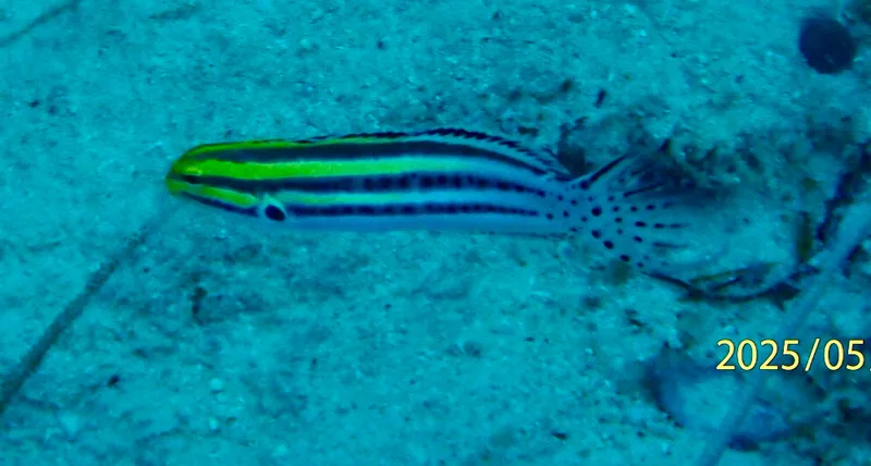 Grammistes Blenny (Meiacanthus grammistes)
