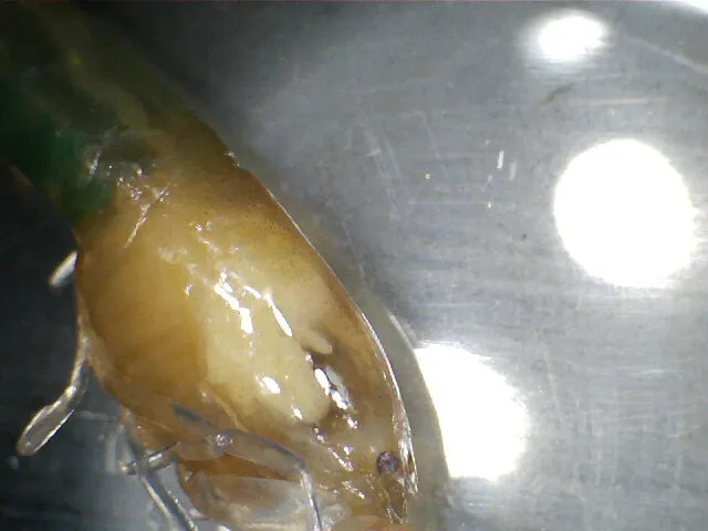Typton spongicola