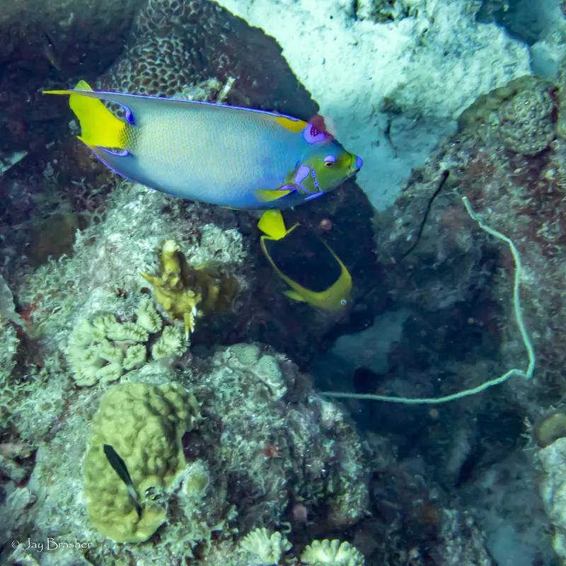 Black Wire Coral (Stichopathes luetkeni)