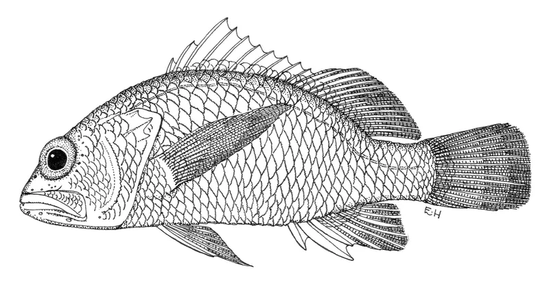 Apricot Bass (Plectranthias garrupellus)