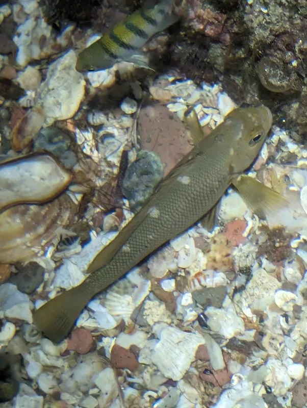 Gulf Opaleye (Girella simplicidens)