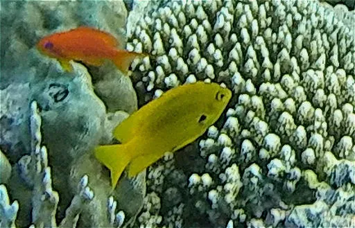 Sulphur Damsel (Pomacentrus sulfureus)