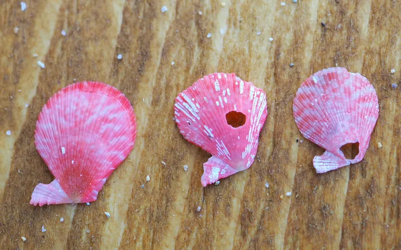 Tinted Scallop (Talochlamys multistriata)