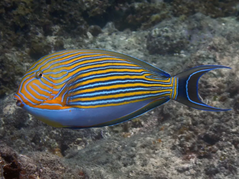 Lined Surgeonfish (Acanthurus lineatus)