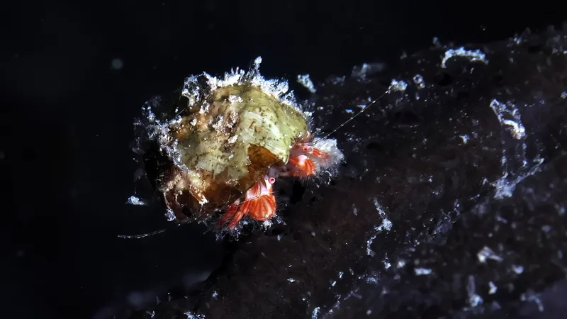 Pagurus provenzanoi