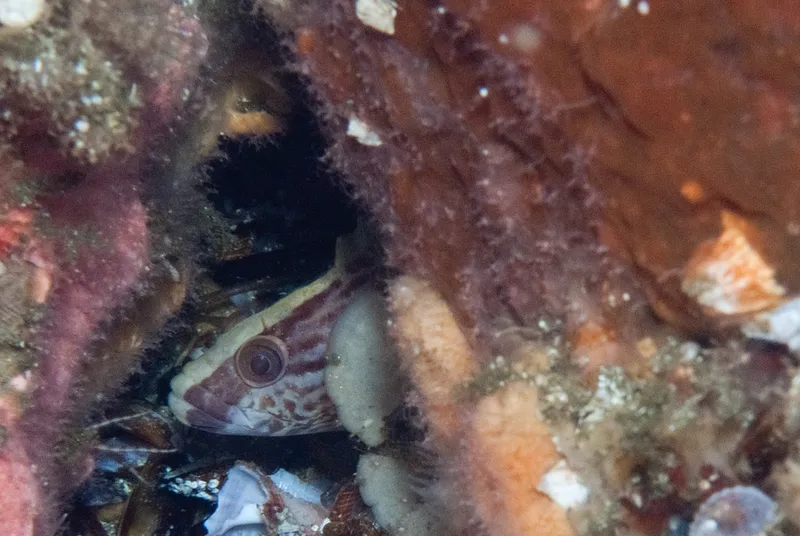 Striped Klipfish (Blennophis striatus)