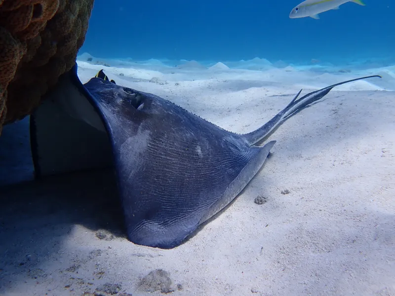 Southern Stingray (Hypanus americanus)