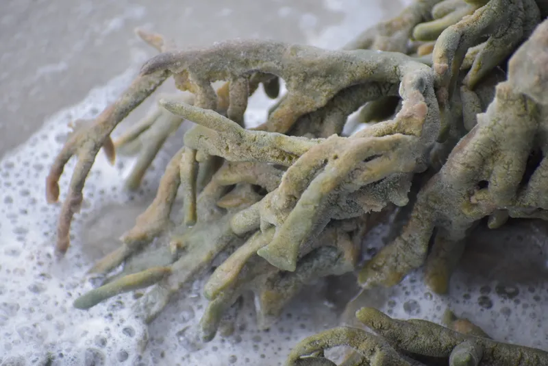 Deadman's Finger (Haliclona (Haliclona) oculata)