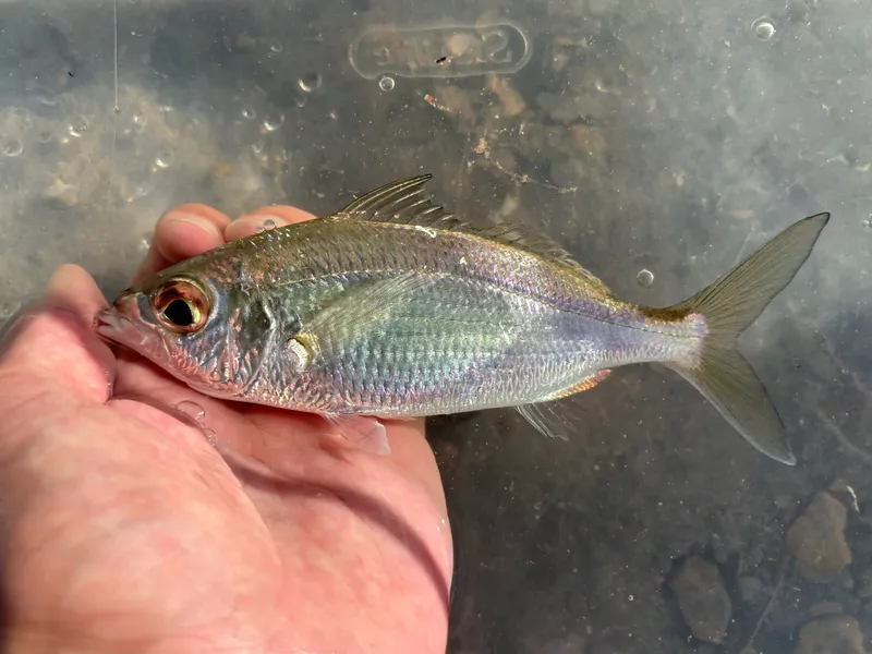 Silver Mojarra (Eucinostomus argenteus)