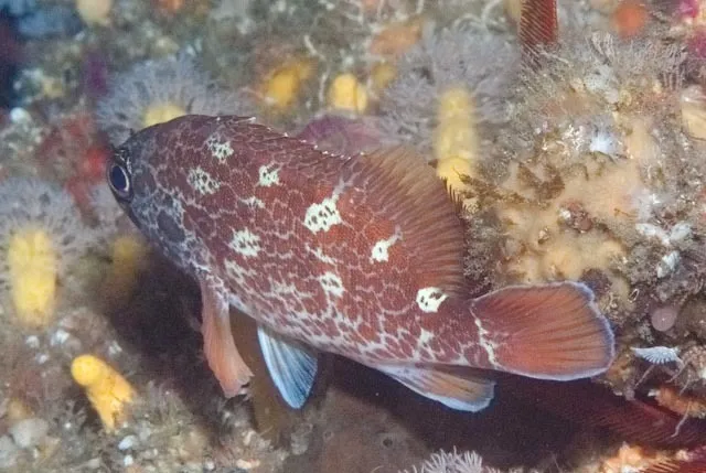 Scalyjaw Koester (Acanthistius joanae)