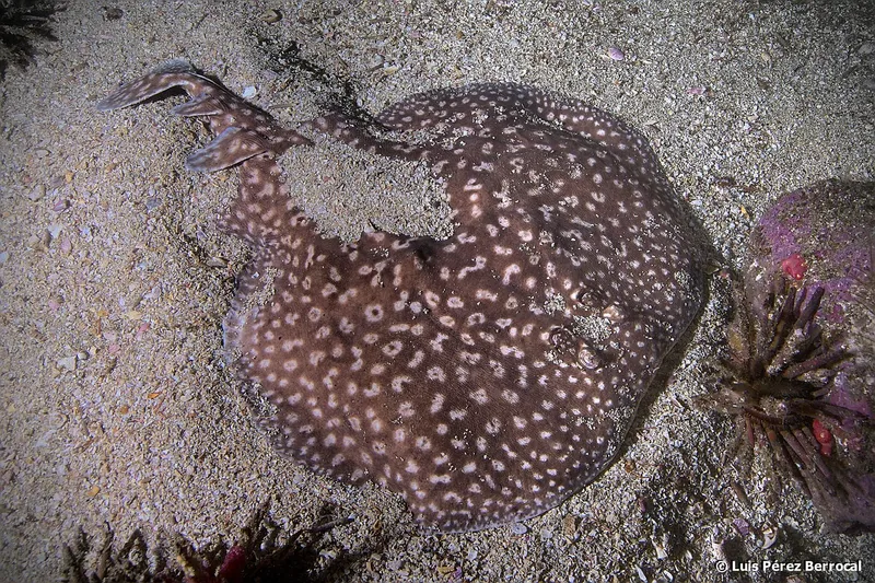 West African Torpedo (Torpedo mackayana)