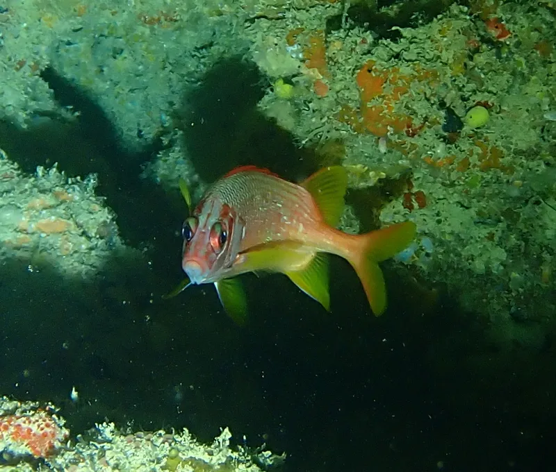Sabre Squirrelfish (Sargocentron spiniferum)