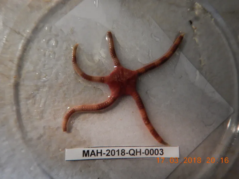 Ophioderma phoenium