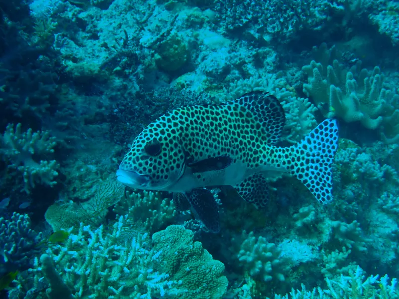 Clown Sweetlips (Plectorhinchus chaetodonoides)