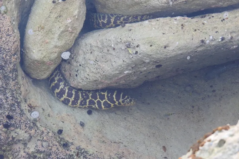 Chain Moray (Echidna catenata)
