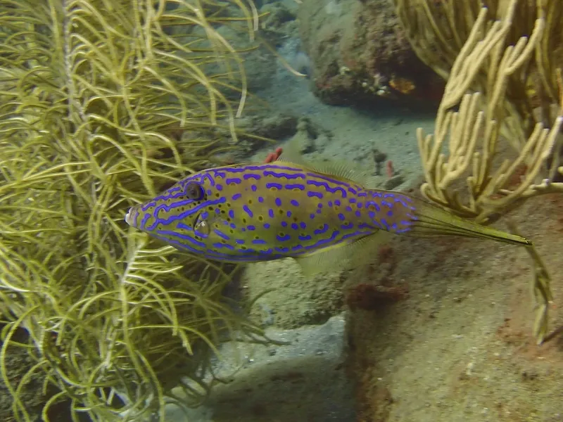 Scrawled Filefish (Aluterus scriptus)