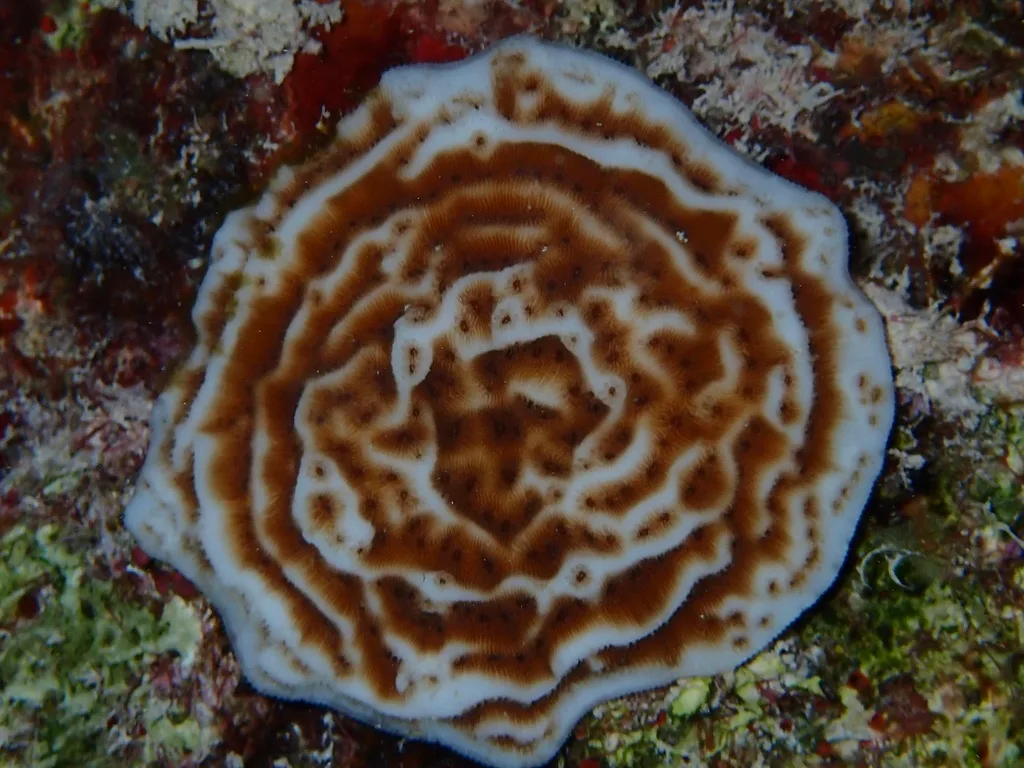 Fragile Lettuce-Leaf Coral (Agaricia fragilis)