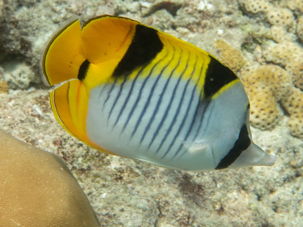 Blackwedged Butterflyfish (Chaetodon falcula)