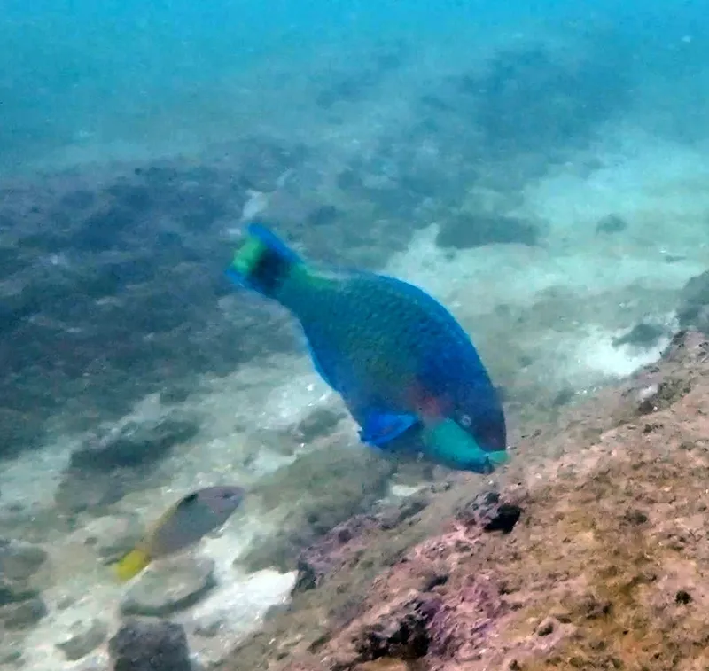 Green-Blotched Parrotfish (Scarus quoyi)