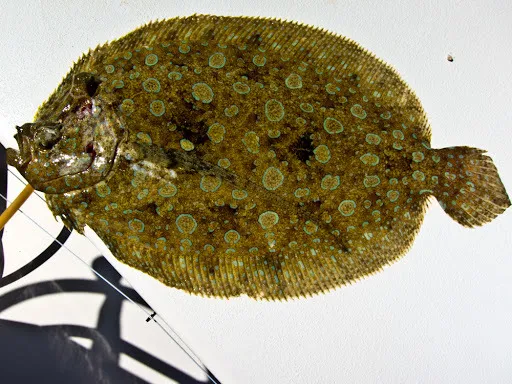 Eyed Flounder (Bothus ocellatus)