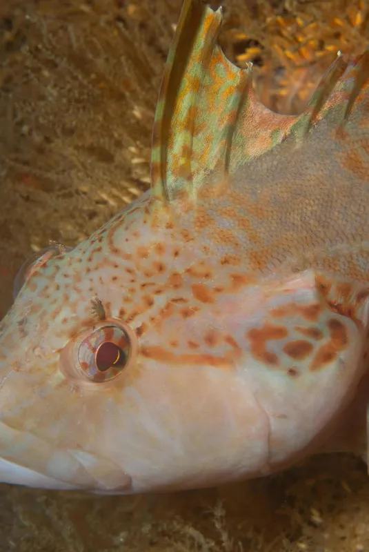 Super Klipfish (Clinus superciliosus)