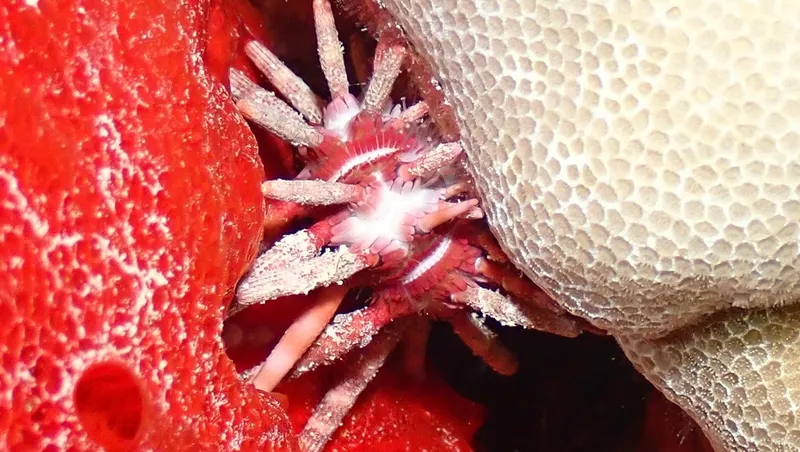 Ten-Lined Urchin (Eucidaris metularia)