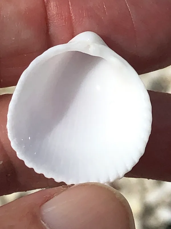 Yellow Pricklycockle (Dallocardia muricata)