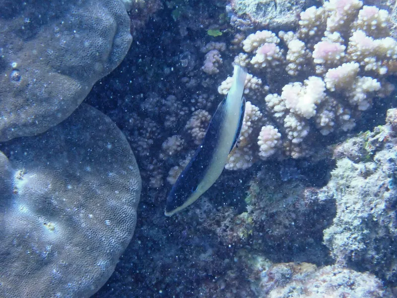 Black-Backed Wrasse (Anampses neoguinaicus)