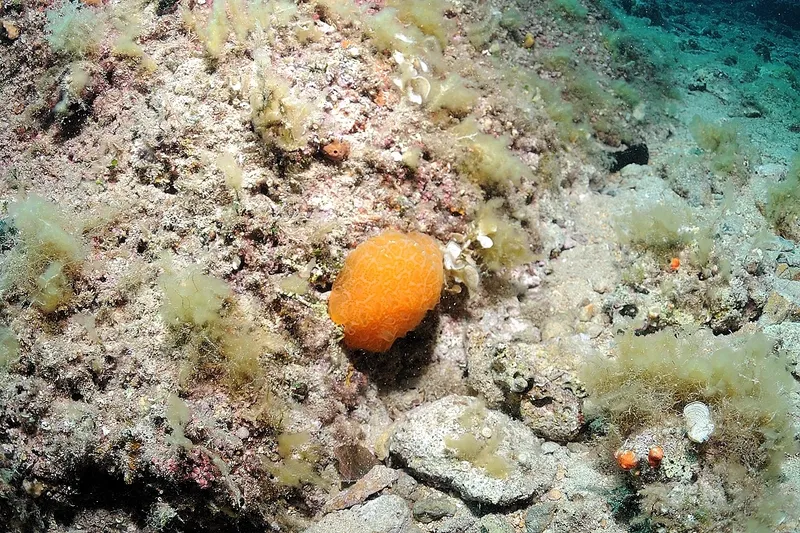 Aplidium conicum