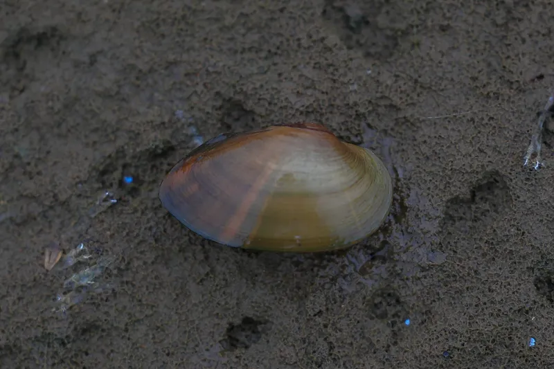 Swollen River Mussel (Unio tumidus)