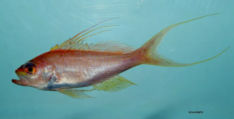 Red Barbier (Baldwinella vivanus)