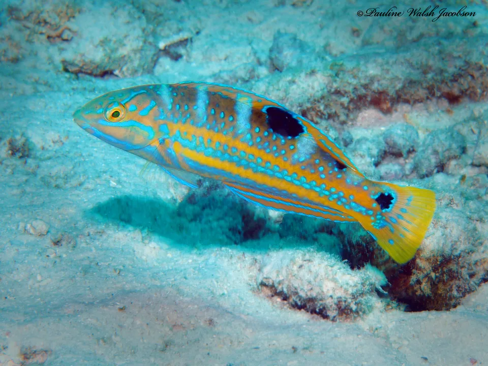Bluefish (Halichoeres radiatus)