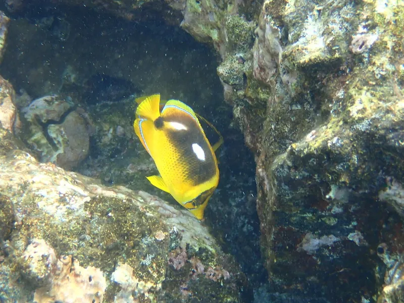 Four-Spot Butterfly (Chaetodon quadrimaculatus)