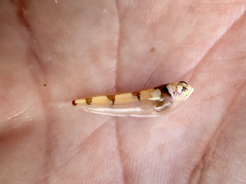 Warteye Stargazer (Gillellus uranidea)