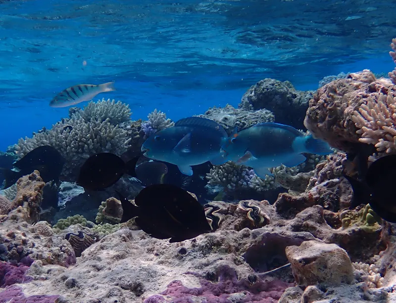 Reefcrest Parrotfish (Chlorurus frontalis)