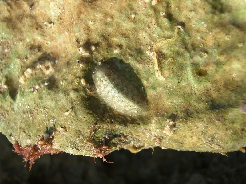 Florida slender chiton (Stenoplax floridana)