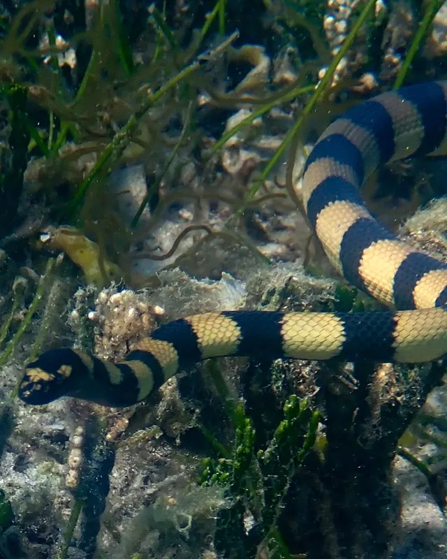 Cogger's Sea Snake (Hydrophis coggeri)