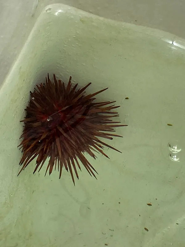 Rock Urchin (Echinometra lucunter)