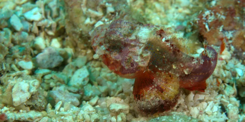 coral scorpionfish (Scorpaena albifimbria)