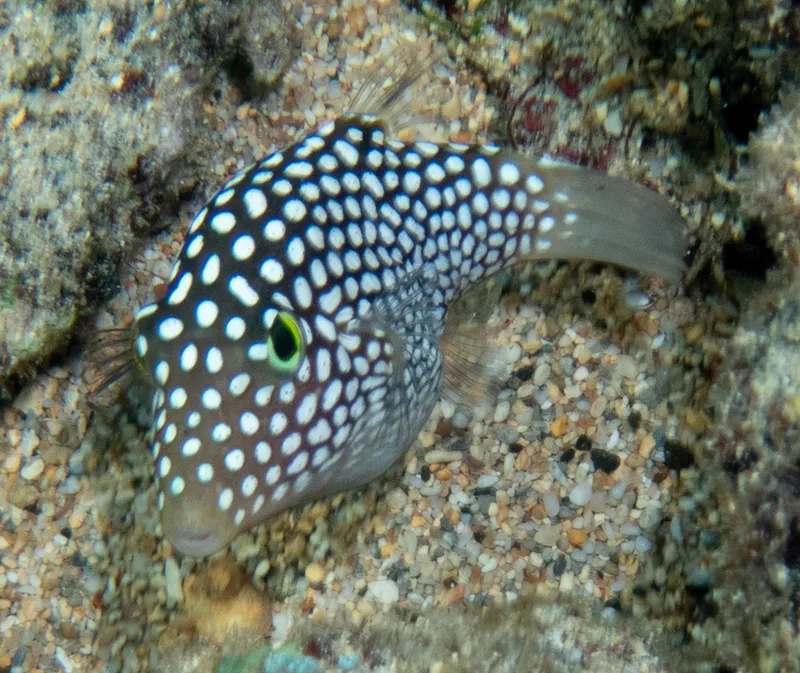 Toby (Canthigaster jactator)