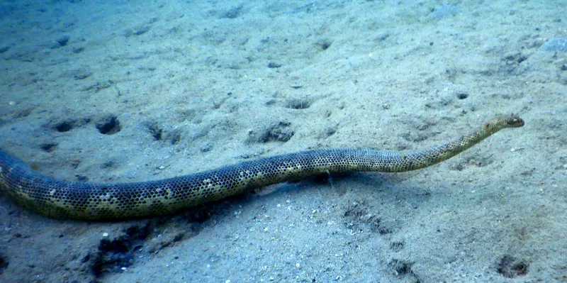Peron's Sea Snake (Hydrophis peronii)