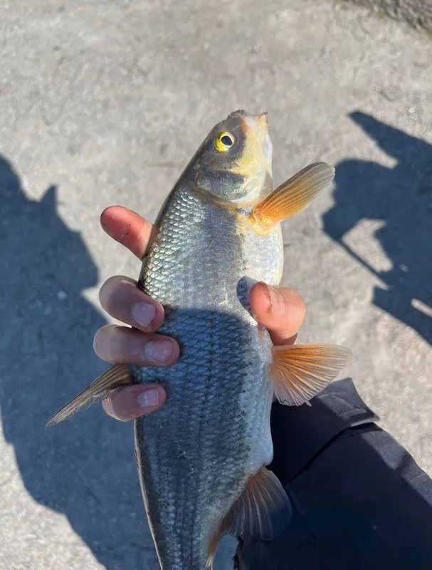 Bavarian Vimba (Vimba vimba)