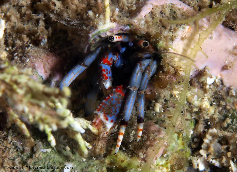 Hermit Crab (Calcinus tubularis)