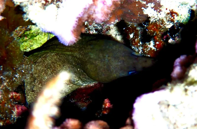 Vagrant Moray (Gymnothorax buroensis)