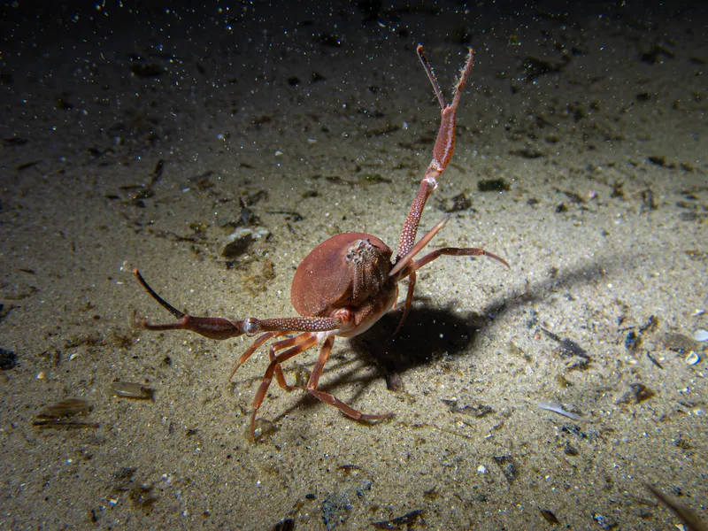 Leucosian Nut Crab (Ilia nucleus)