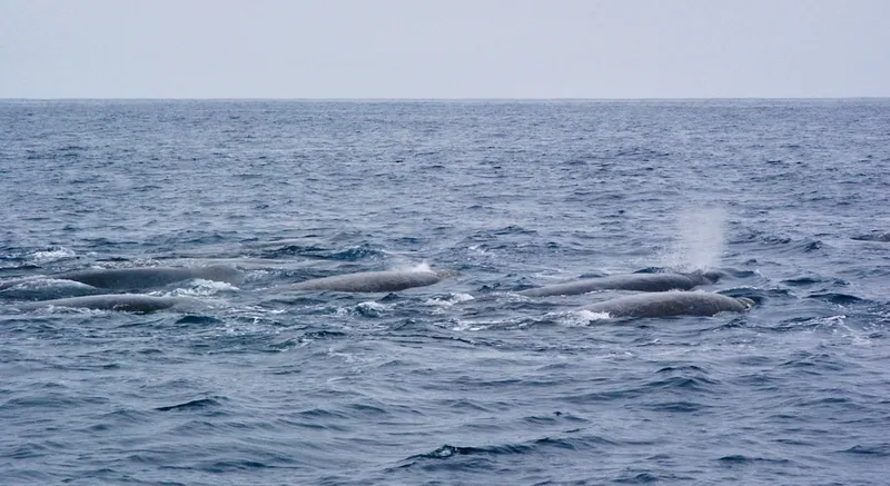 Baird's Beaked Whale (Berardius bairdii)