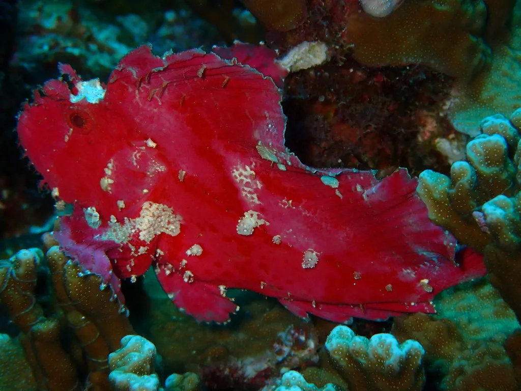 Leaf Scorpionfish (Taenianotus triacanthus)