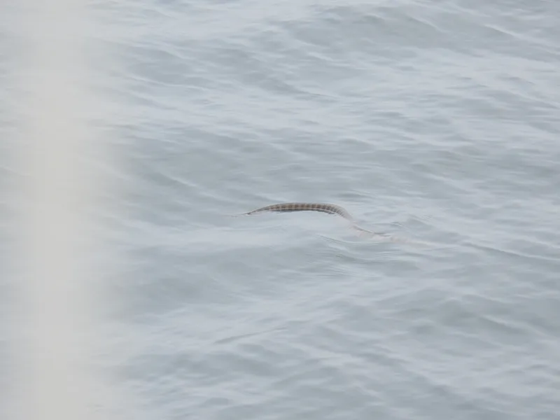 Hardwicke's Sea Snake (Hydrophis curtus)