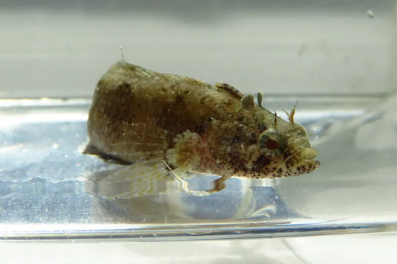 Banded Blenny (Paraclinus fasciatus)
