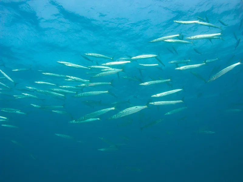 Mexican Barracuda (Sphyraena ensis)